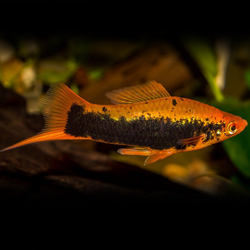 Swordtail Tuxedo