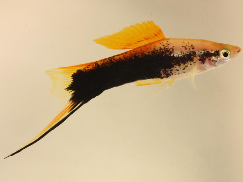 Swordtail Tuxedo