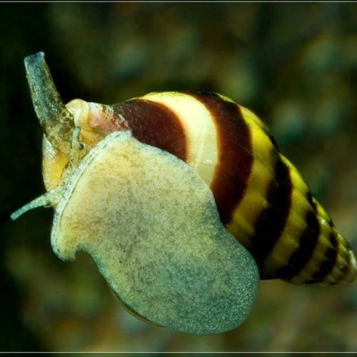Anentome Helena