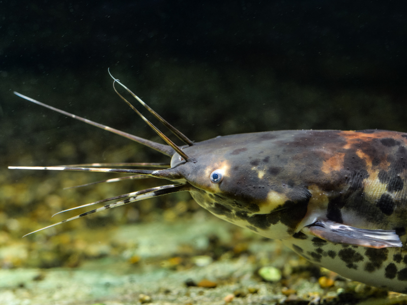 Claria Batrachus