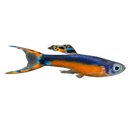 Endler Guppy Santa Maria