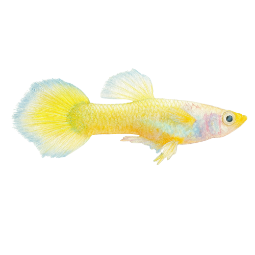 Guppy German Yellow