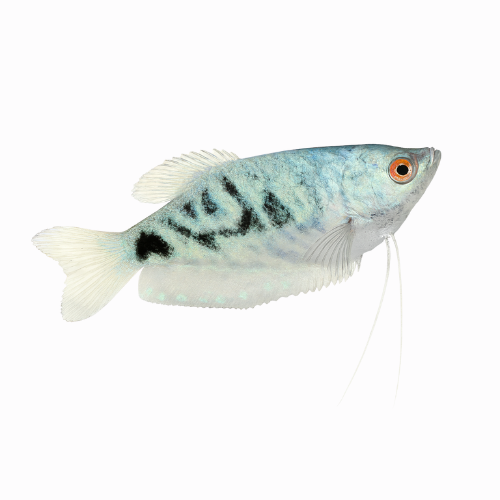 Trichogaster trichopterus