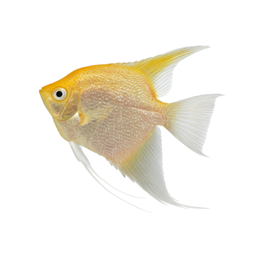 Pterophyllum scalare gold