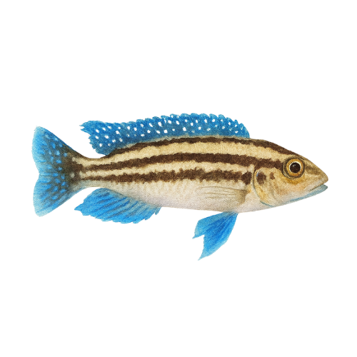 Julidochromis dickfeldi