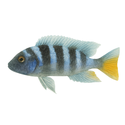 Pseudotropheus elongatus mpanga