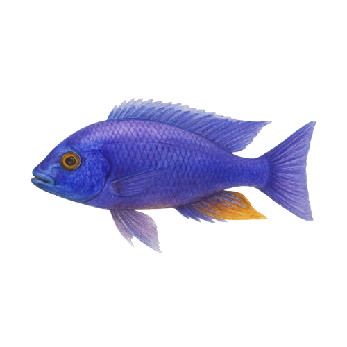 Sciaenochromis ahli