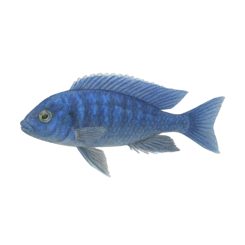 Pseudotropheus socolofi