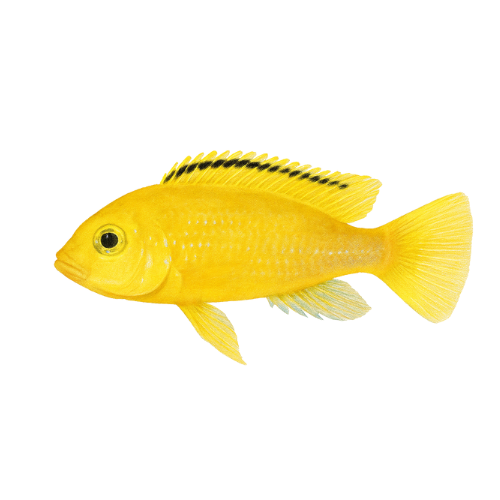 Labidochromis sp. "Yellow"