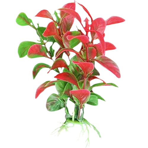 Artificial plant blister 10cm