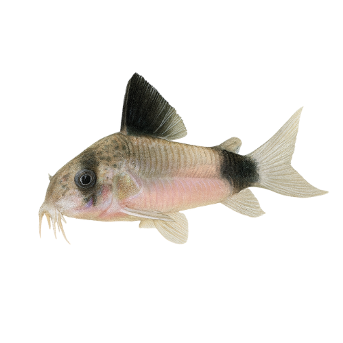 Corydoras panda