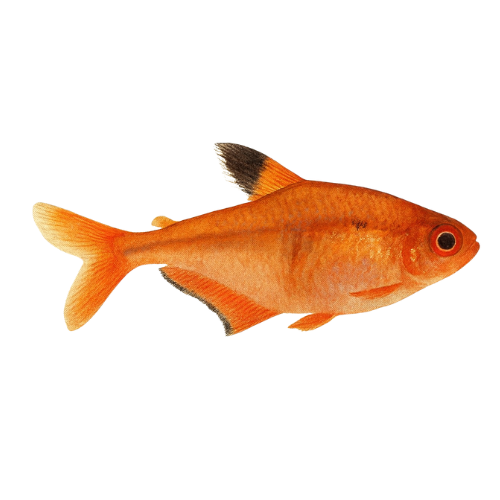 Hyphessobrycon eques