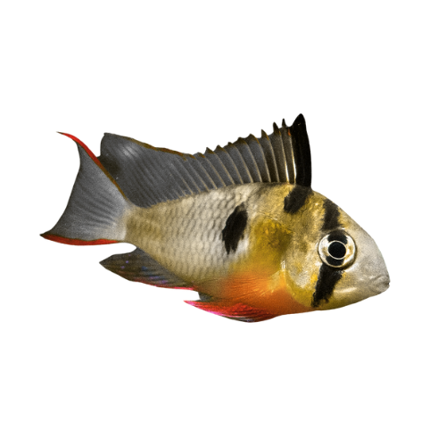 Microgeophagus altospinosa