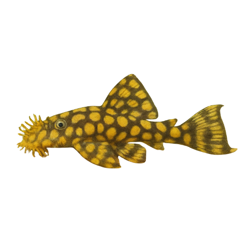 Ancistrus L519 Rio Itenez