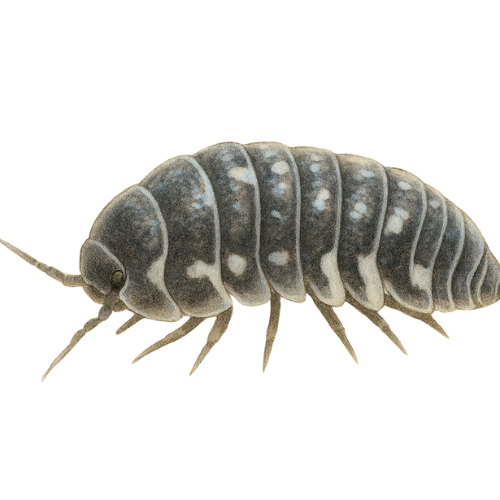 Armadillidium corcyraeum
