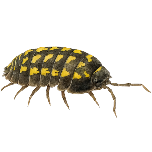 Armadillidium gestroi