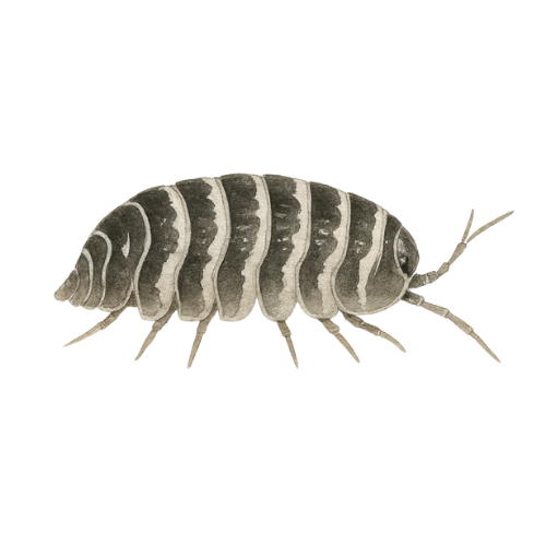 Armadillidium maculatum