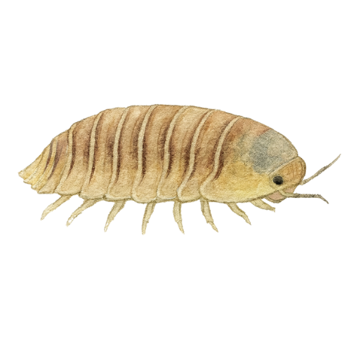 Cubaris spec. Caramel