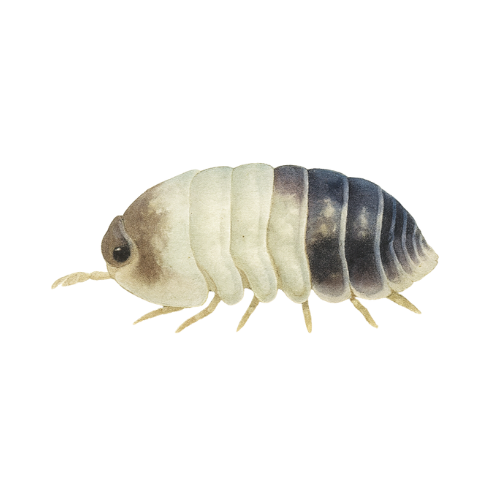 Cubaris spec. Panda king