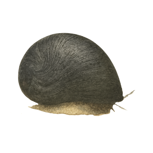 Neritina sp. black helmet