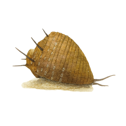 Neritina sp. hair snail