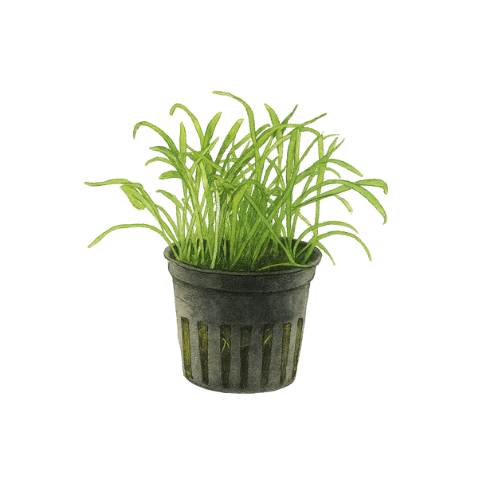 Lilaeopsis brasiliensis