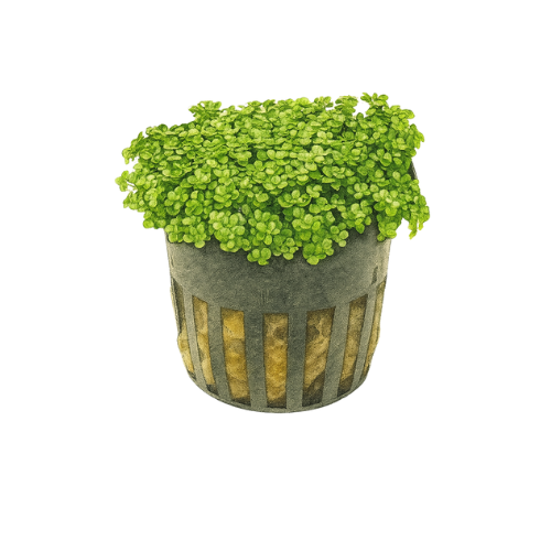 Hemianthus Callitrichoides Cuba