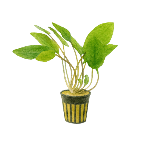 Cryptocoryne wendtii Green Narrow Leaf