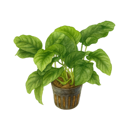 Anubias barteri var. barteri
