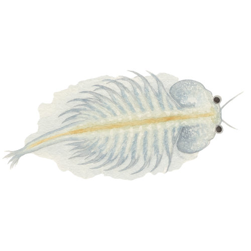 Artemia Nauplii - Freshly hatched 90 ml-pack