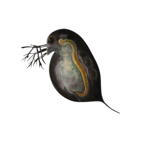 Daphnia (Water Fleas) 45ml-pack