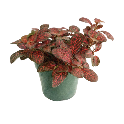 Fittonia verschaffelti red