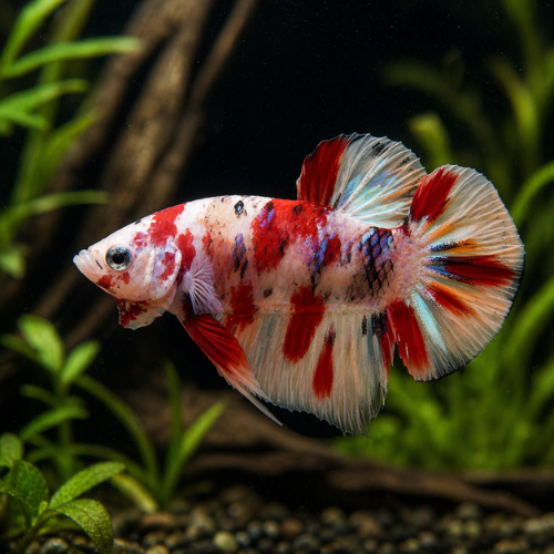 Betta spl. male plakat koi