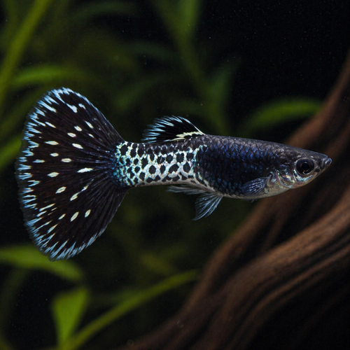 Guppy Black Metal Lace
