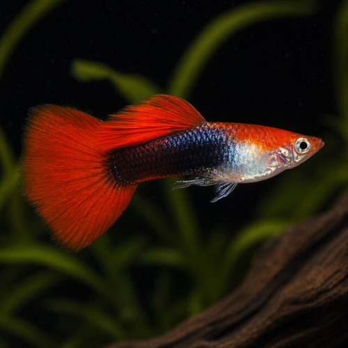 Guppy Red Tuxedo
