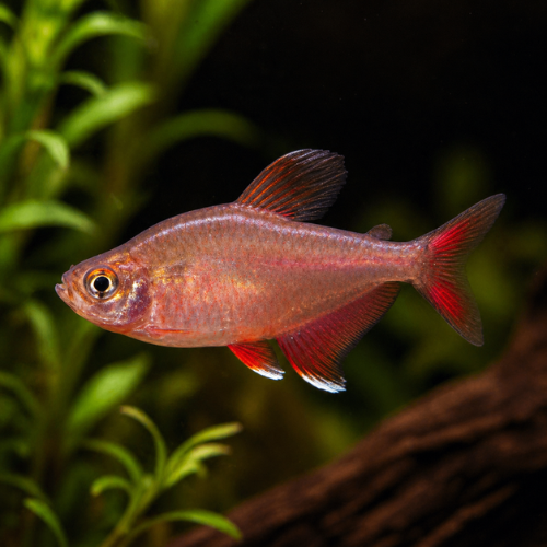 Hyphessobrycon bentosi