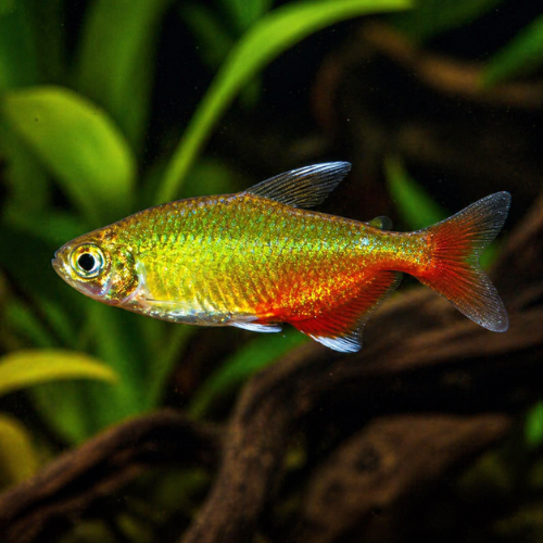 Aphyocharax rathbuni