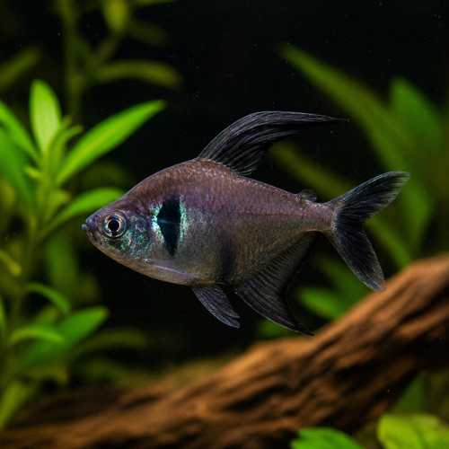 Hyphessobrycon megalopterus