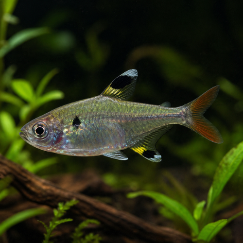 Pristella maxillaris