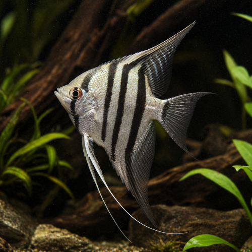 Pterophyllum scalare zebra