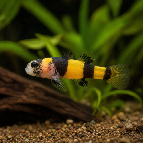 Brachygobius xantomelas