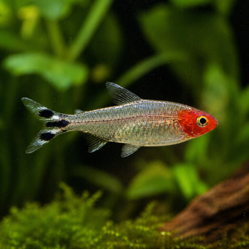 Hemigrammus rhodostomus