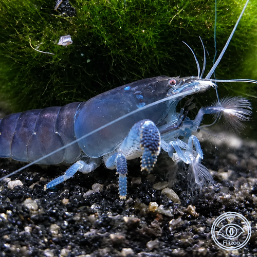 Atyopsis gaboensis