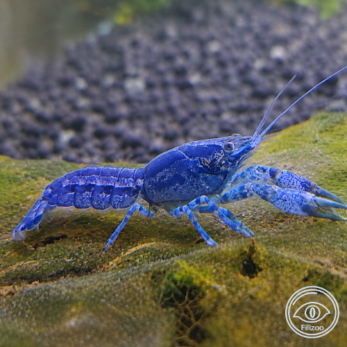 Cambarellus patzcuarensis blue