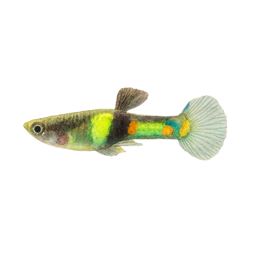 Endler Guppy El Tigre