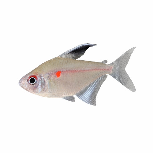 Hyphessobrycon erythrostigma