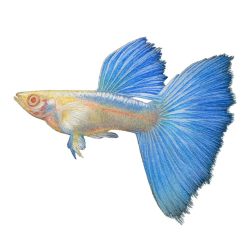 Poecilia ret. (in pair) albino sky blue