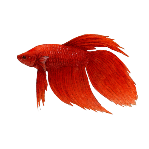 Betta spl. male veiltail red