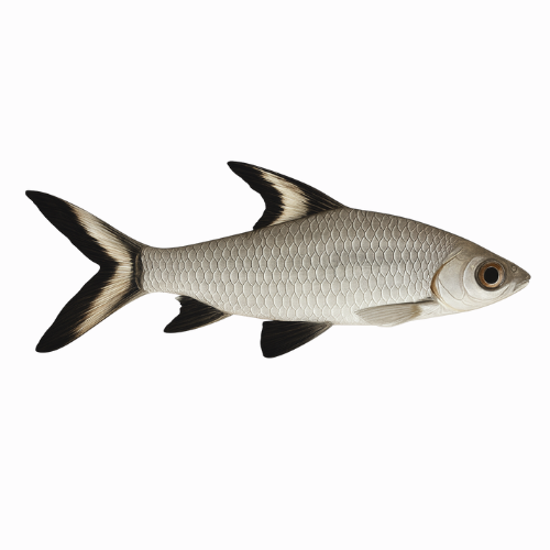 Balantiocheilus melanopterus