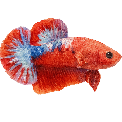 Betta spl. male plakat hellboy red